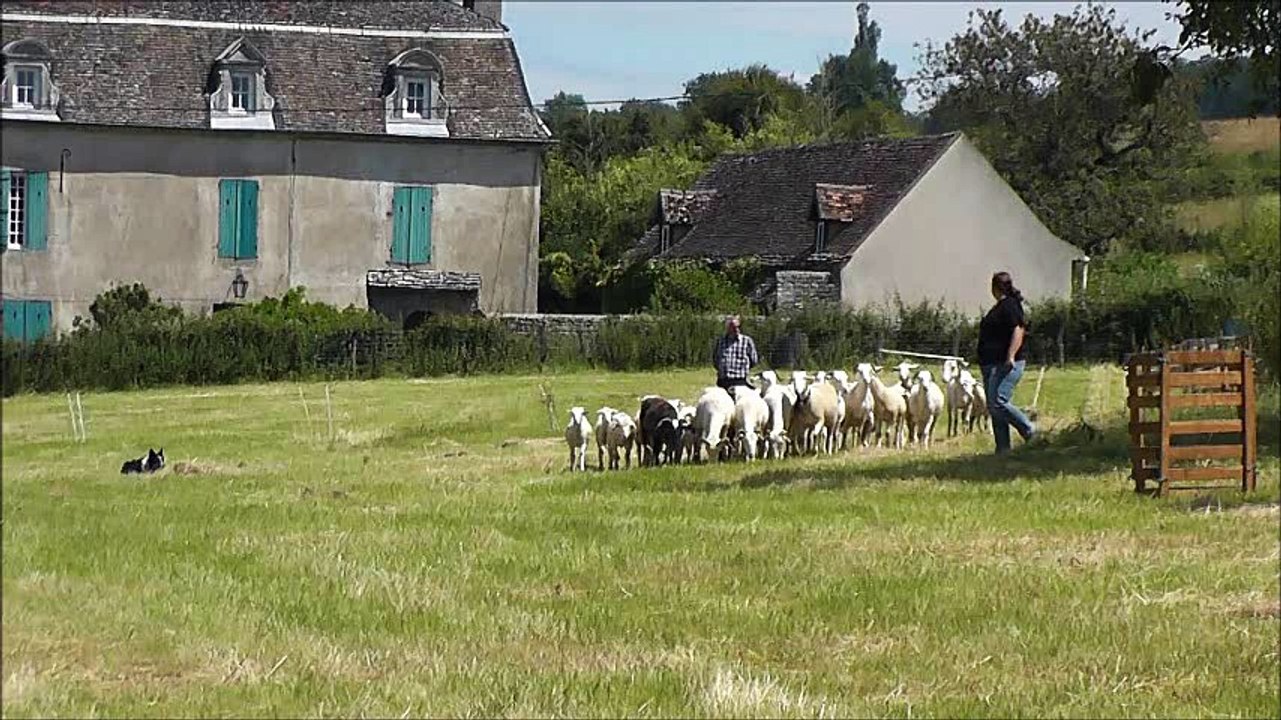 Gin concours troupeau IR St Hélène le 26/06/2016