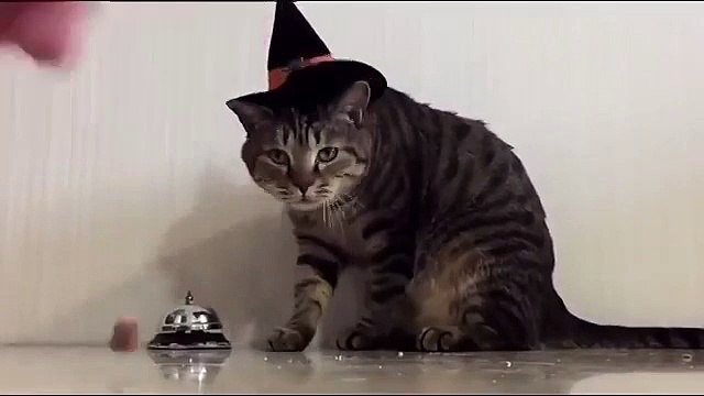 Дрессированный хозяин кормит кота по требованию )) Готовьтесь посмеяться от души!