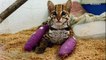 Tiny Cat Recovers with Tiny Casts