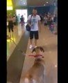 El reencuentro de un perro y su dueño