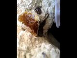شاهد جمال العسل الجبلي من النحل