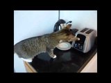 فيديو قطط مضحك جدا   قطط تسقط مرارا وتكرارا   YouTube