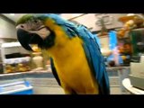 اكبر ببغاء يتكلم بطريقة مضحكة جدا وجميلة Parrot speaks in a funny way   YouTube