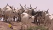 Nigeria: New scheme aims to end violence over grazing land