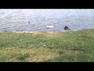 Ducks at six flags over Texas take bath