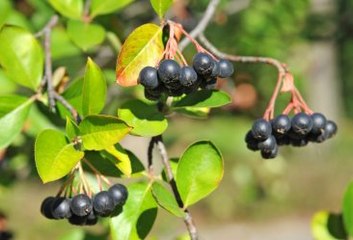 Mucize Bitki Aronia Kanser Düşmanı