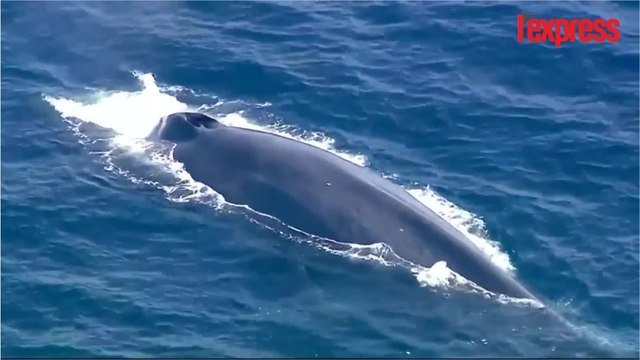 États-Unis: ils sauvent une baleine bleue prise dans des filets