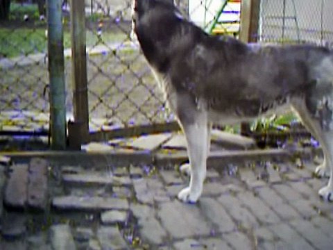 Сибирский хаски Юла и Чёрный терьер Мерлин 22,04,09