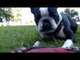 Boston Terrier Shows Off Some Crazy Jumping Skills
