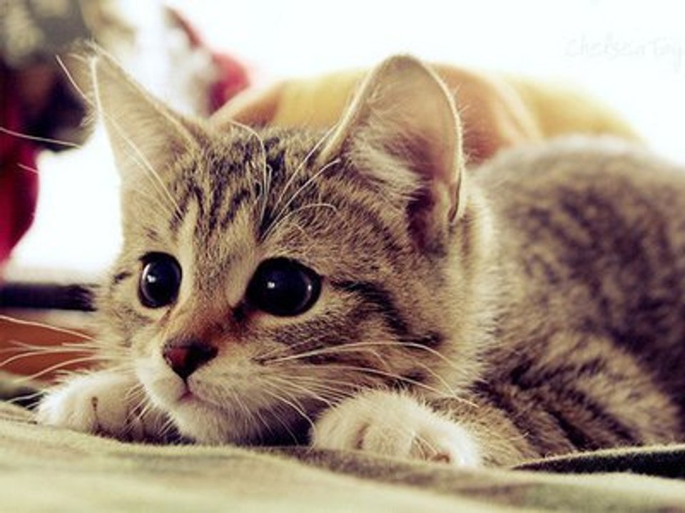 Best 10 Cat Videos - Compilation!