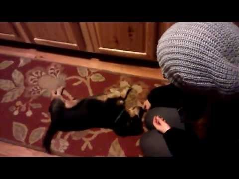 Little Dog Shows Off His Super Cute Tricks