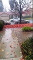 Flood water coming! Flood warning in effect tree was full of leaves 20 min before storm kicked in