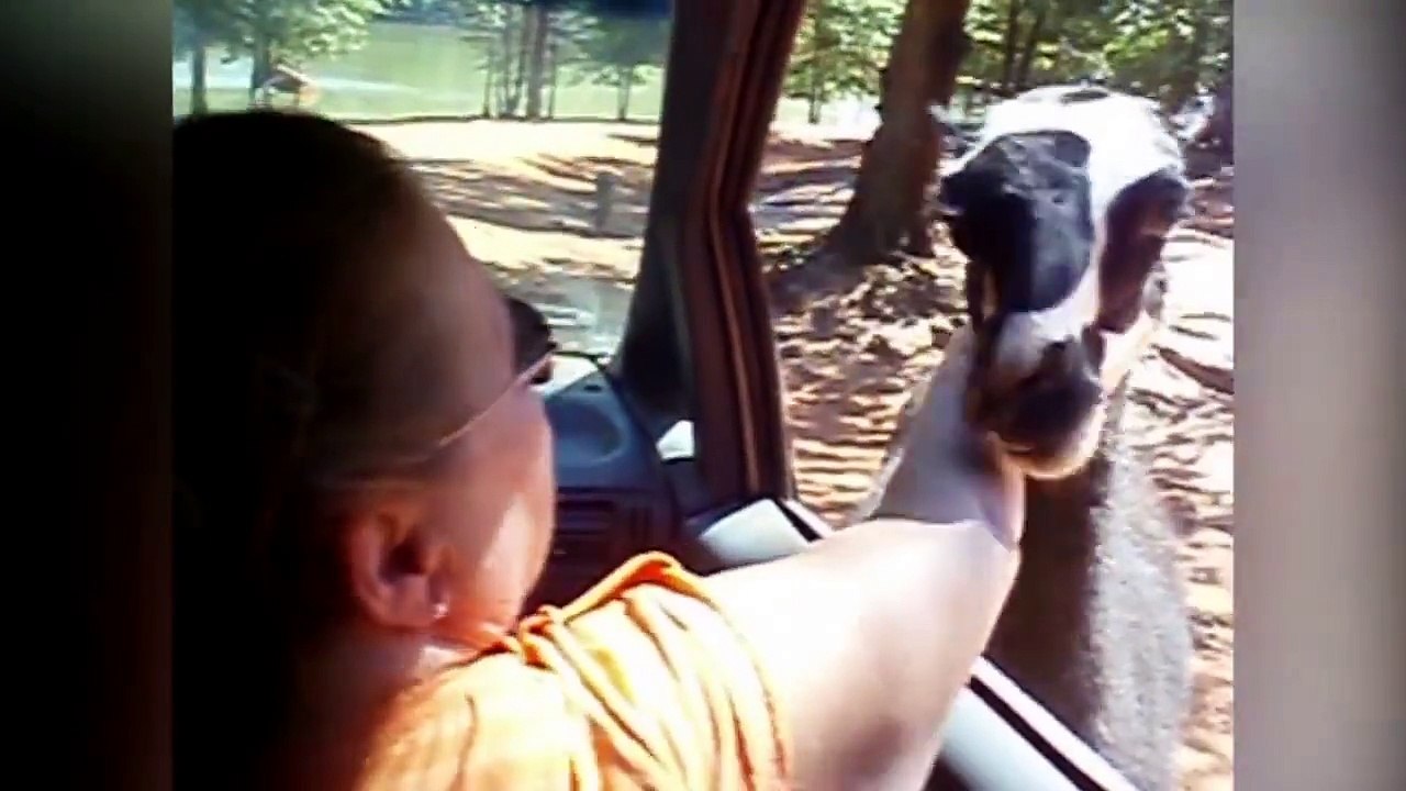 Le zoo c'est dangereux! la preuve - compilation d'attaques d'animaux