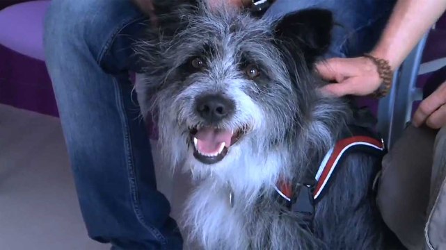 Solidarités : Présence animale , la médiation animale pour outil