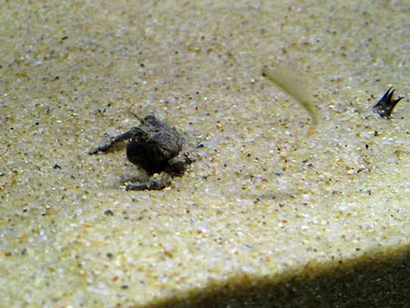 ヤゴ オニヤンマ 終齢 ホウネンエビ捕食 2 Video Dailymotion