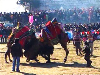 MUGLA-Title14 - İngilizce Yatağan