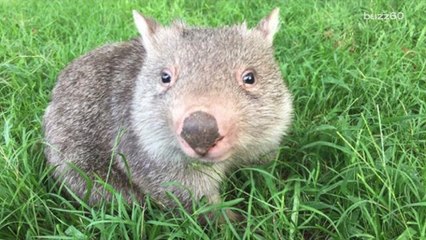 Orphaned, Muddy Wombat Recovers and Goes Back Home