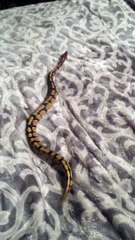 Ball python on a fleece throw