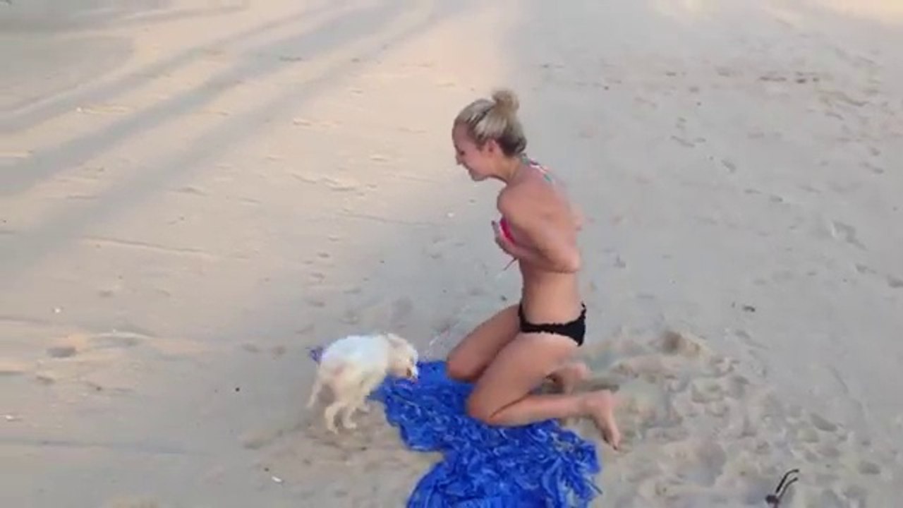 Bikiniye Dayanamayan Köpek