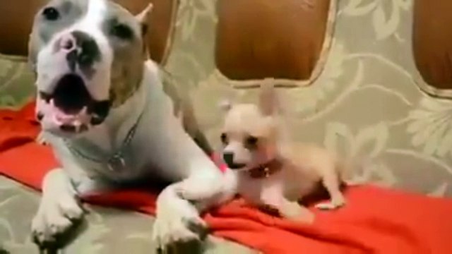 Ка играть с такой малявкой. Смешные приколы собаки