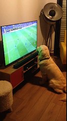 MAÇ İZLEYEMEKTEN KEYİF ALAN SEVİMLİ KÖPEK