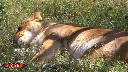 Vea lo que le pasó a esta leona luego de pelear con una manada de felinos