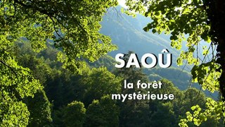 Saoû, la forêt mystérieuse