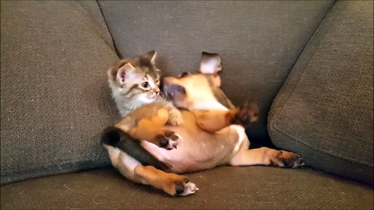 Gatinho e cãozinho desentendem-se no sofá e proporcionam momento de extrema fofura