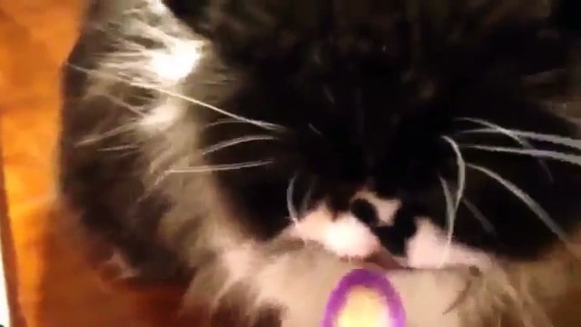 Кулинарный восторг кота. Смешные приколы кошки