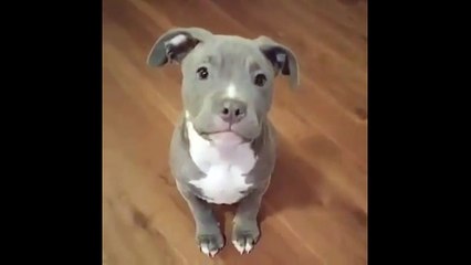 Как не дать вкусняшку. Смешные приколы собаки