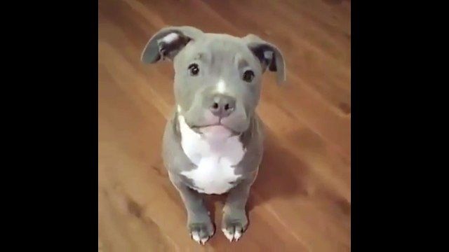 Как не дать вкусняшку. Смешные приколы собаки