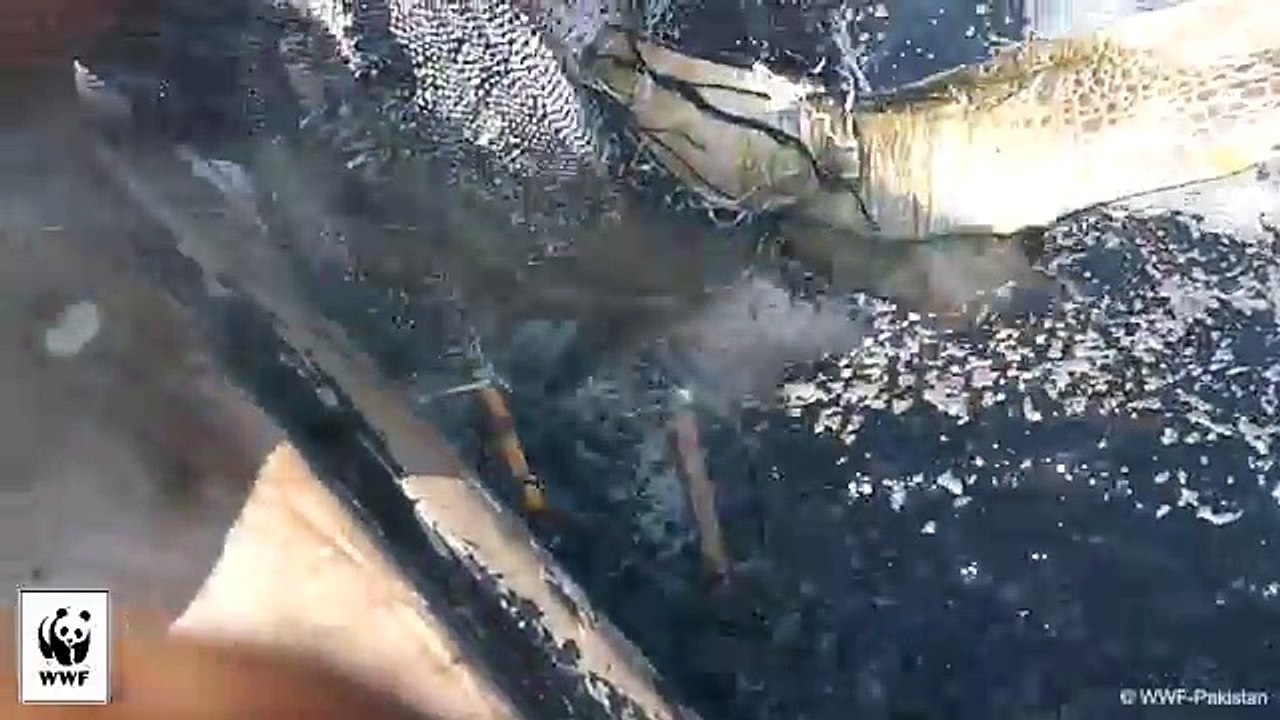 Un Pescatore Si Getta In Acqua Completamente Vestito... Il Motivo? Merita Un Applauso!