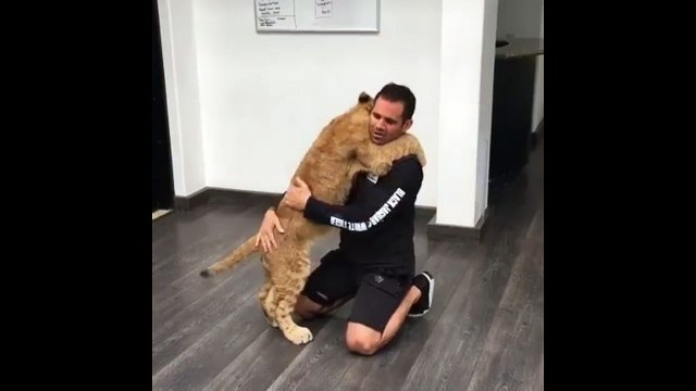 Львенок радуется другу. Смешные приколы львы