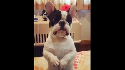 Как такому не дать игрушку. Смешные приколы собаки