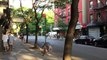 Sunday Evening At East Village And Tompkins Square Park