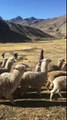 RAINBOW MOUNTAIN VINICUNCA PERU WITH ALPACAS by AB Expeditions
