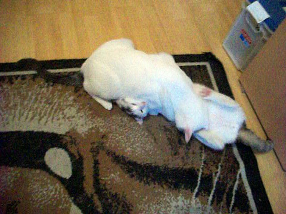 Harvey und Vinzent am 28.06.2016