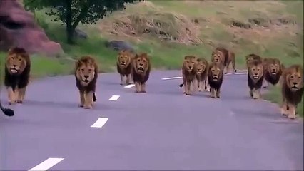 Así lucen estos leones africanos caminando en medio de una carretera