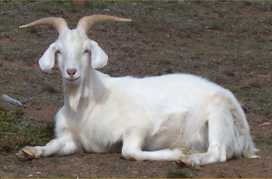 Tezabi Totay Bakra EID - Funny Punjabi Totay On Bakra Mandi - Pakistani Funny Videos