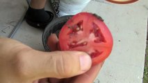 Il coupe une tomate en rondelles et il les enfonce dans la terre. Voila ce qui se passe après 10 jours !