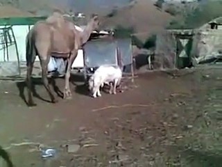 Goat VS Camel - Amazing