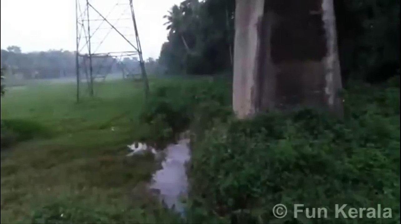 Eel Caught in Kerala