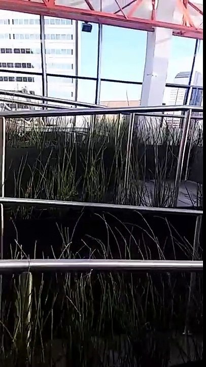 Downtown Luxury, Downtown Views, Downtown Dallas