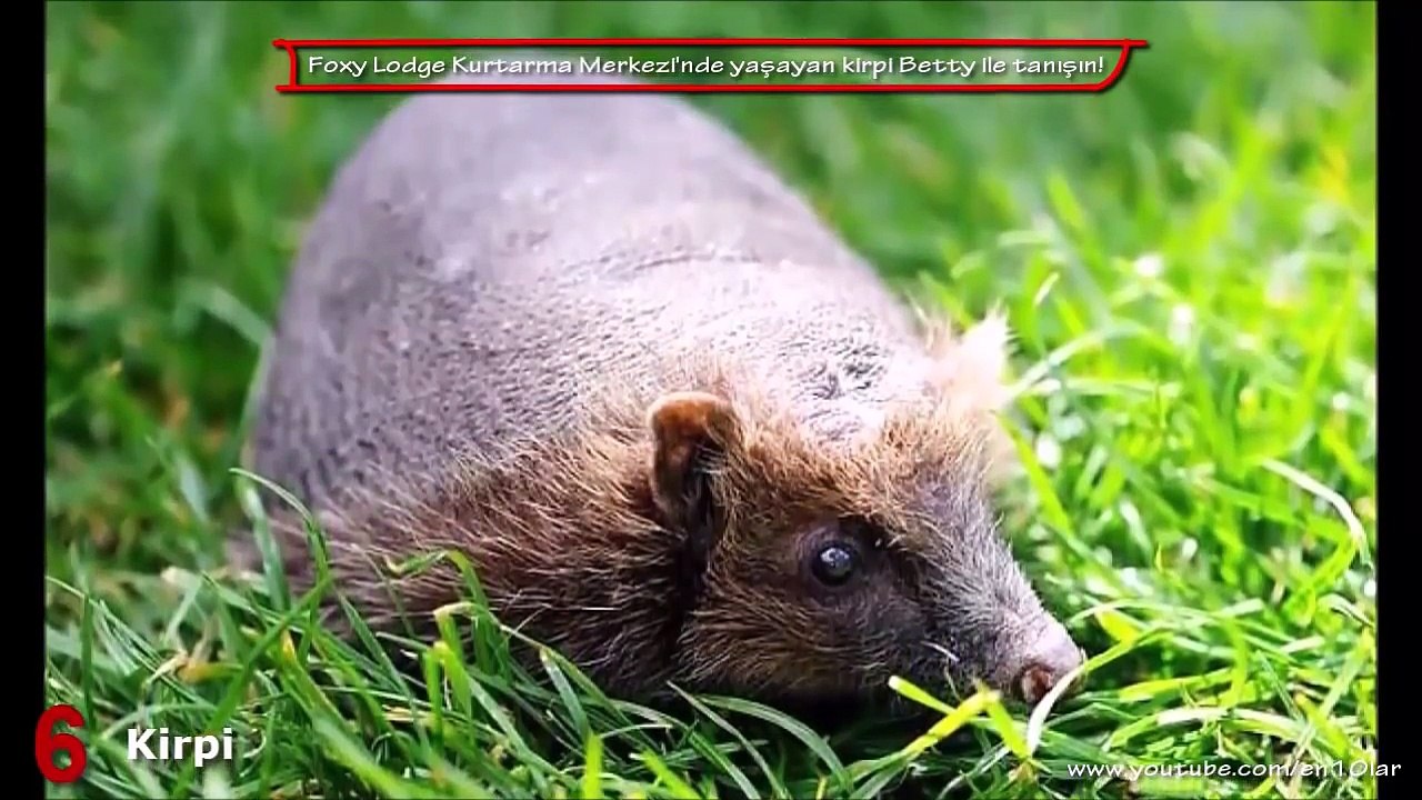 Tüyleri Olmadan Çok İlginç Görünen 10 Hayvan Hakkında Bilgi