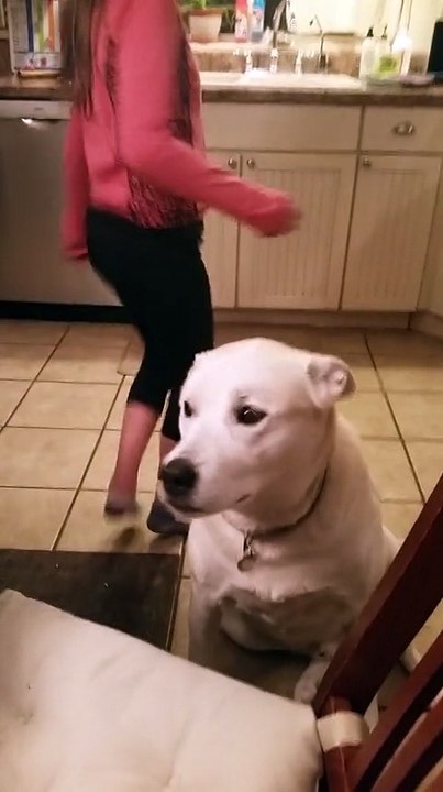 Ce chien très bavard engage une discussion indéchiffrable avec sa maîtresse !