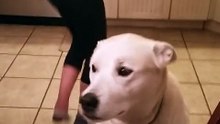 Ce chien très bavard engage une discussion indéchiffrable avec sa maîtresse !