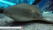 Leopard Shark Virgin Births Stun Personnel At Australian Aquarium