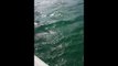 Hammerhead Shark and Tarpon Battle It Out Near Fisherman's Boat
