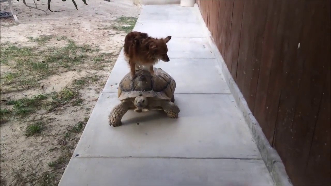Chien fait une ballade sur une tortue