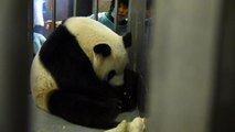 Mamãe panda tem gêmeos na China